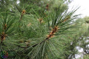 pinus strobus (2).jpg_product